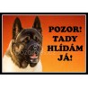 Americká akita typ1