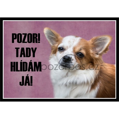 Čivava dlouhosrstá