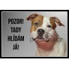 Americký stafordširský teriér