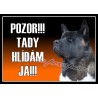 Akita Inu 2 - VÝPRODEJ