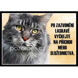Tabulka Mainská mývalí kočka