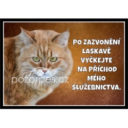 Tabulka Mainská mývalí kočka typ 2