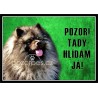 Vlčí špic