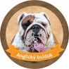 Anglický buldog- samolepa na auto19cm