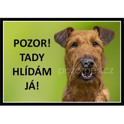 Anglický bulteriér