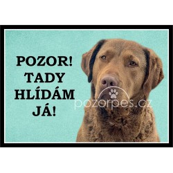 Chesapeake Bay retrívr