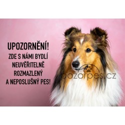 Labradorský retrívr černý - Po vstupu