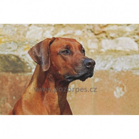 Ručník RHODÉSKÝ RIDGEBACK 50 x 100 cm
