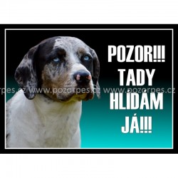 Louisianský leopardí pes - Catahoula II.