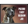 Americký pitbulteriér - pitbull