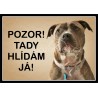 Americký pitbulteriér - pitbull - typ 2