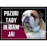 Anglický buldog