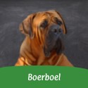 Boerboel/ Búrský buldok