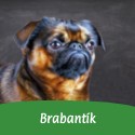 Brabantík 