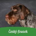 Český fousek