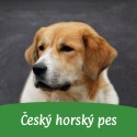 Český horský pes