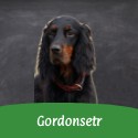 Gordonsetr