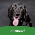 Hovawart 