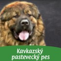 Kavkazský pastevecký pes