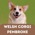 Welsh Corgi Pembroke