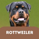 Rotweiler