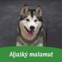 Aljašský malamut