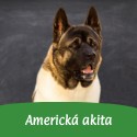 Americká akita
