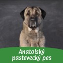 Anatolský pastevecký pes / Kangal