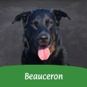 Beauceron